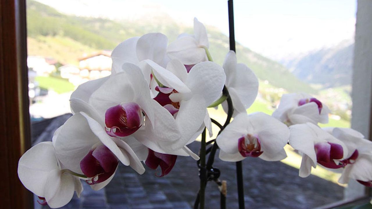Blumen1 Blumen1